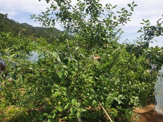 이수석님의 사과 · 일상 작성글 사진