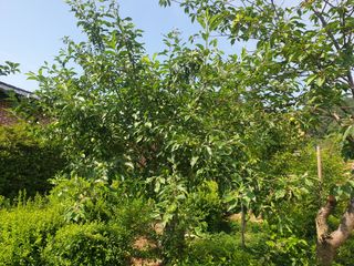 이수석님의 사과 · 일상 작성글 사진