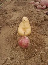 팜모닝 감자·자유게시판 게시글 이미지