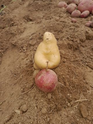 행복의집1592님의 감자 · 자유게시판 작성글 사진