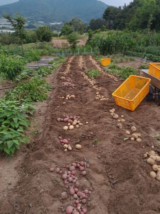 행복의집1592님의 감자 · 자유게시판 작성글 사진