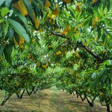 팜모닝 복숭아·자유게시판 게시글 이미지