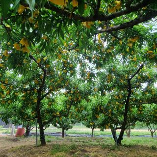 피치나라님의 복숭아 · 자유게시판 작성글 사진