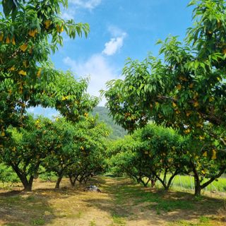 피치나라님의 복숭아 · 자유게시판 작성글 사진