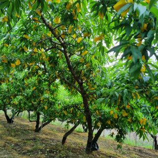 피치나라님의 복숭아 · 자유게시판 작성글 사진