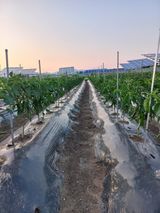 팜모닝 고추·일상 게시글 이미지