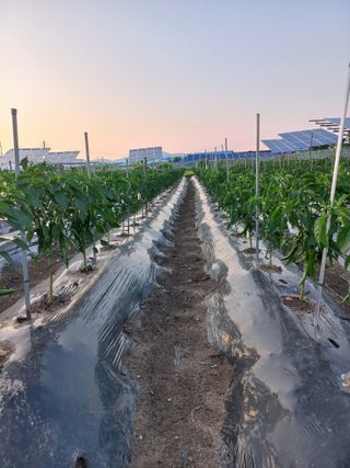 알 수 없음님의 고추 · 일상 작성글 사진