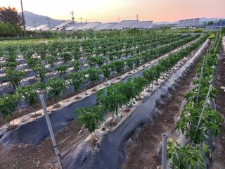 알 수 없음님의 고추 · 일상 작성글 사진