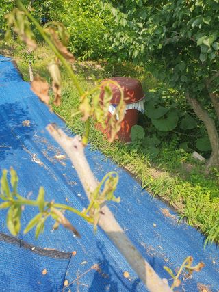 룰랄라 농부님의 기타작물 · 병해충상담 작성글 사진