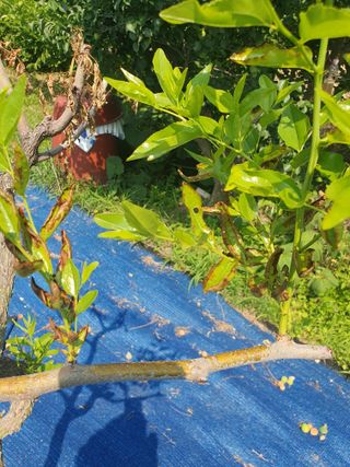 룰랄라 농부님의 기타작물 · 병해충상담 작성글 사진