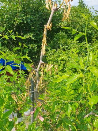 룰랄라 농부님의 기타작물 · 병해충상담 작성글 사진