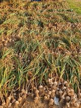 팜모닝 · 게시글 이미지