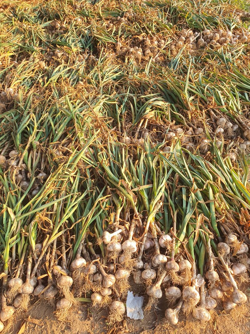 신재경님의 장터 판매 상품 [홍산마늘 ] 첨부 사진