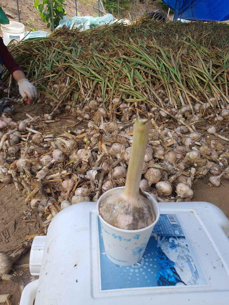 신재경님의 장터 판매 상품 [홍산마늘 ] 첨부 사진