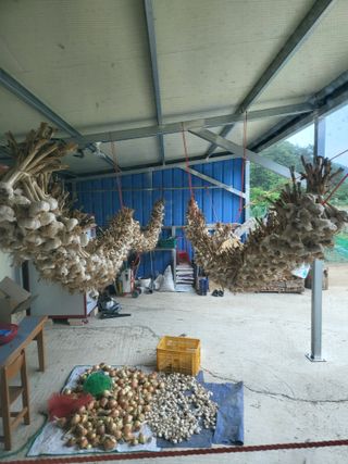 남봉구님의 마늘 · 일상 작성글 사진