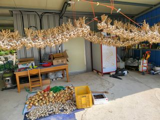 남봉구님의 마늘 · 일상 작성글 사진