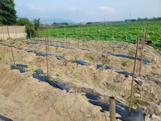 박영만님의 포도 · 영농일지 작성글 사진