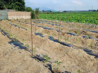 박영만님의 포도 · 영농일지 작성글 사진