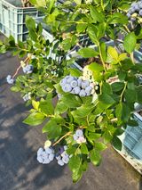 팜모닝 · 게시글 이미지