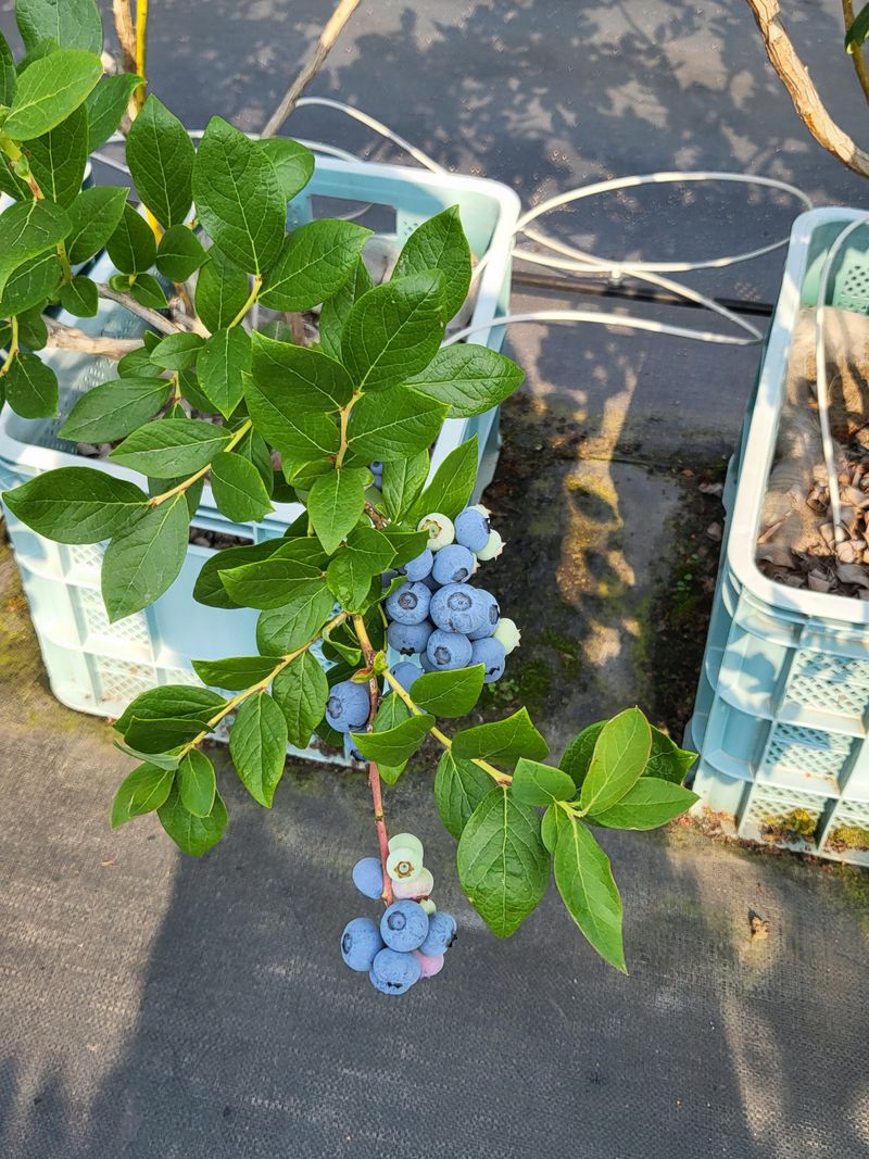 충남서산최옥희님의 장터 판매 상품 [블루베리 1kg] 첨부 사진