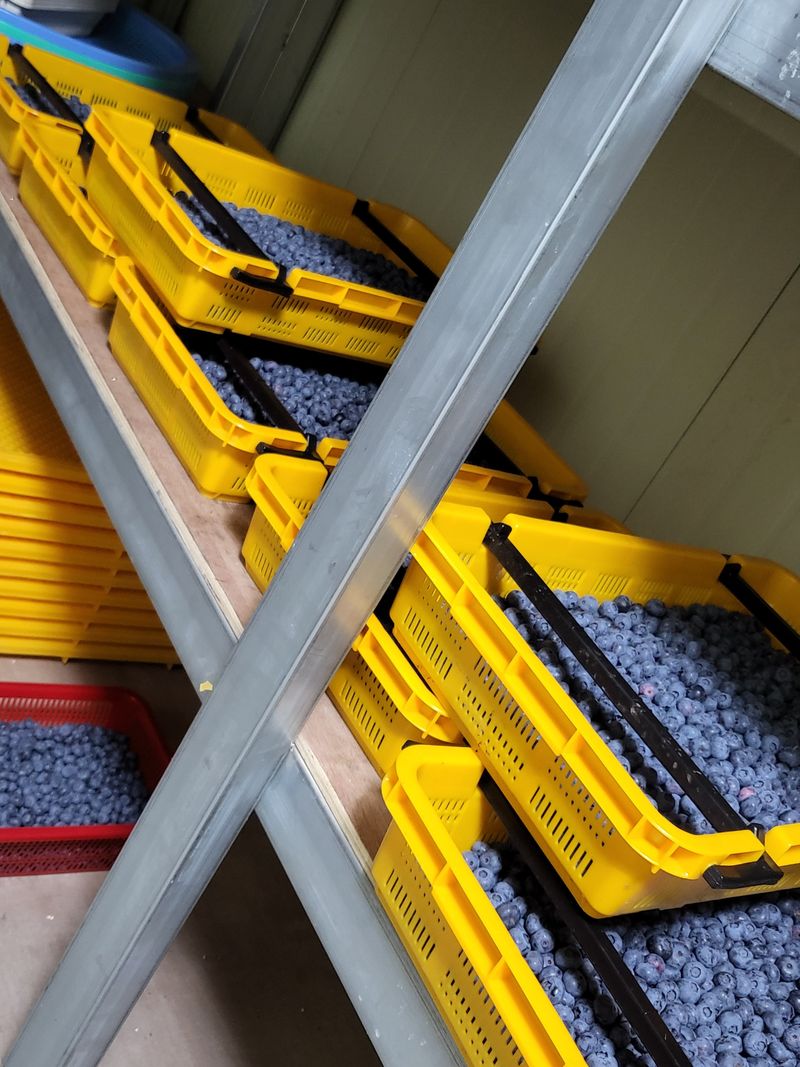 충남서산최옥희님의 장터 판매 상품 [블루베리 1kg] 첨부 사진