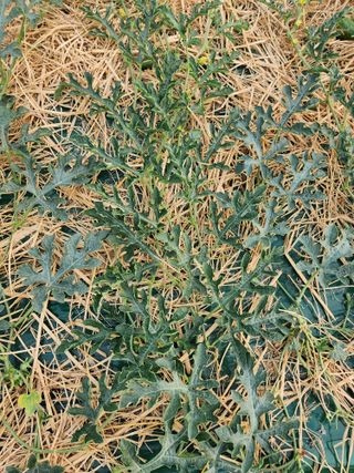 최성분님의 팜모닝 병해충 연구회 · 병해충상담 작성글 사진