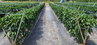 중청3595님의 고추 · 지주설치•유인•성장 작성글 사진