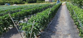 중청3595님의 고추 · 지주설치•유인•성장 작성글 사진