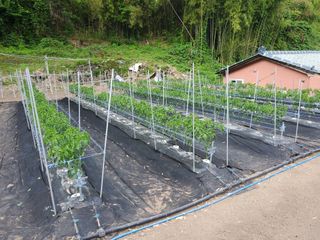 김윤철님의 고추 · 지주설치•유인•성장 작성글 사진