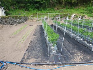 김윤철님의 고추 · 지주설치•유인•성장 작성글 사진