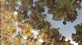 그린톡톡 오계상님의 자유주제 · 자유게시판 작성글 사진