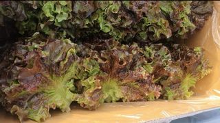 그린톡톡 오계상님의 자유주제 · 자유게시판 작성글 사진