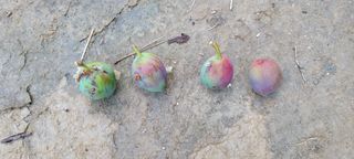 김민환님의 자두 · 병해충상담 작성글 사진