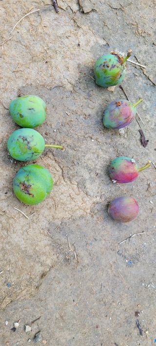 김민환님의 자두 · 병해충상담 작성글 사진