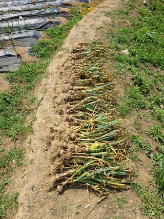 이종민 풍운아 님의 마늘 · 영농일지 작성글 사진