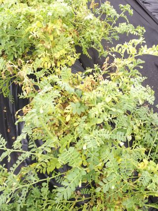 오영님의 콩 · 병해충상담 작성글 사진