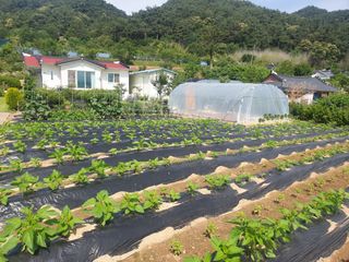 이수석님의 참깨 · 자유게시판 작성글 사진