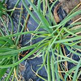 팜모닝 파·병해충상담 게시글 이미지