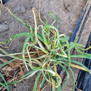 신군vv님의 파 · 병해충상담 작성글 사진