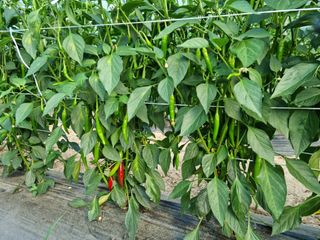 알 수 없음님의 고추 · 일상 작성글 사진