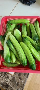 팜모닝 오이·자유게시판 게시글 이미지