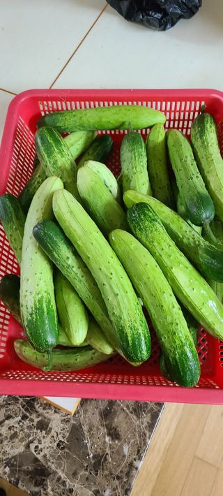 Mmebaik님의 오이 · 자유게시판 작성글 사진