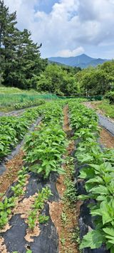 팜모닝 참깨·자유게시판 게시글 이미지