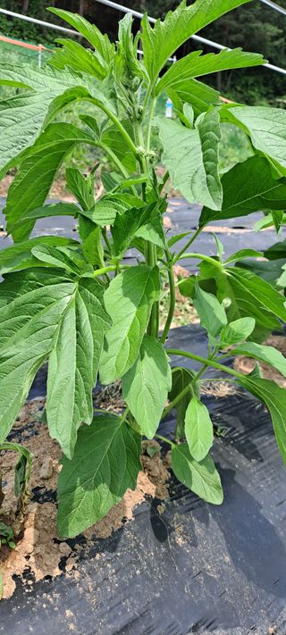 장준재님의 참깨 · 자유게시판 작성글 사진