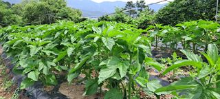 장준재님의 참깨 · 자유게시판 작성글 사진