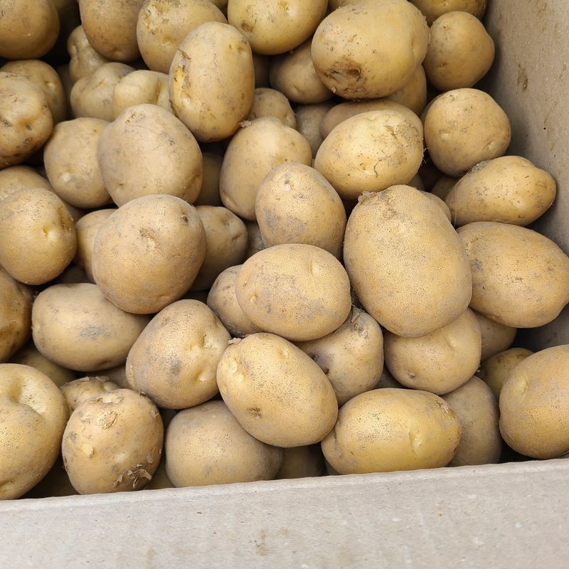 장터 상품 [수미감자 05kg 10kg 20kg] 썸네일