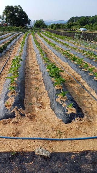 박순덕님의 참깨 · 자유게시판 작성글 사진