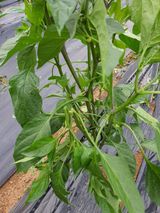 팜모닝 자유주제·자유게시판 게시글 이미지