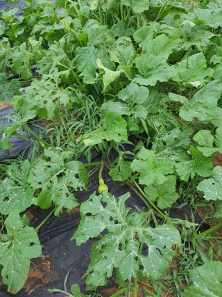 이영호님의 자유주제 · 자유게시판 작성글 사진