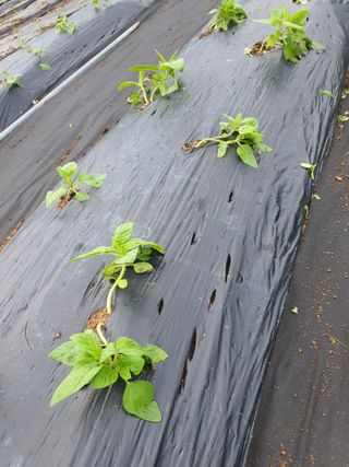 이영호님의 자유주제 · 자유게시판 작성글 사진